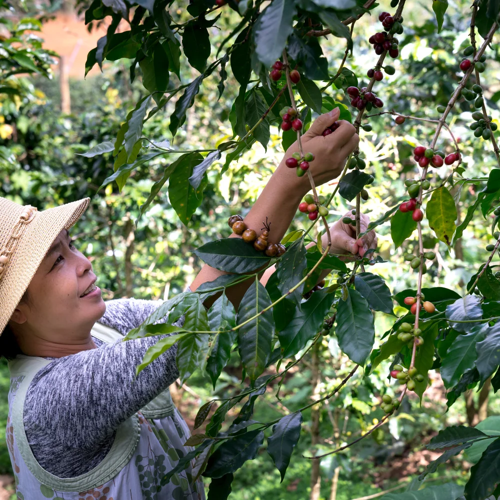 Woman+Harvesting+Coffee+Beans.Harvesting+and+Walking+in+Abundance