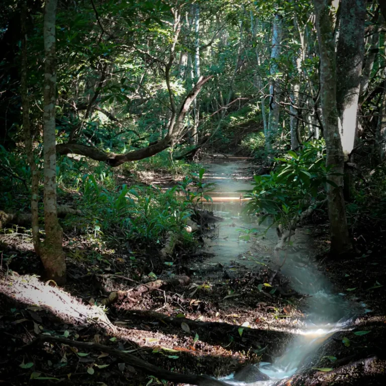 Serene Forest Stream with Sunlight Rays